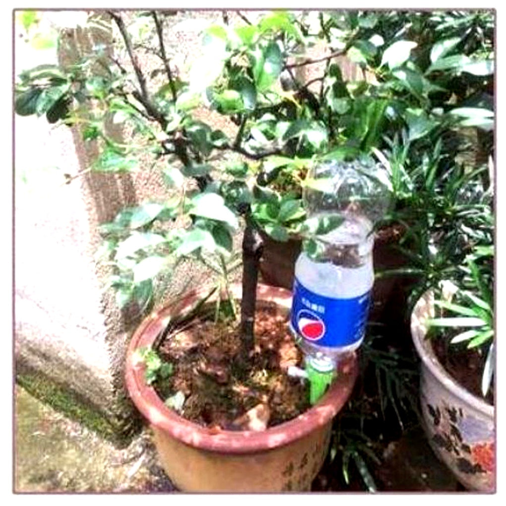 Automatic Plant Watering Spikes